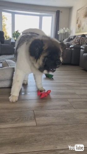 遠吠えするワンコ