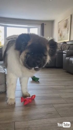 楽しそうなワンコ