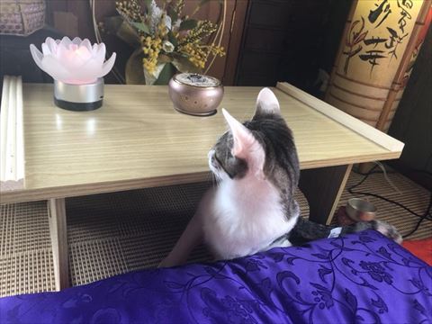 猫後ろ姿