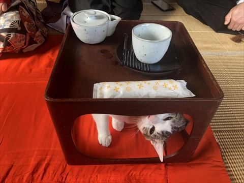 のぞき込んでくる猫