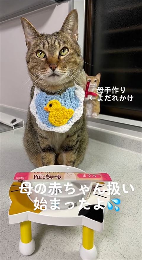 お皿を前にした猫ちゃん