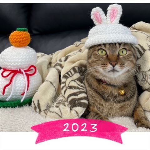 うさぎの帽子かぶる猫