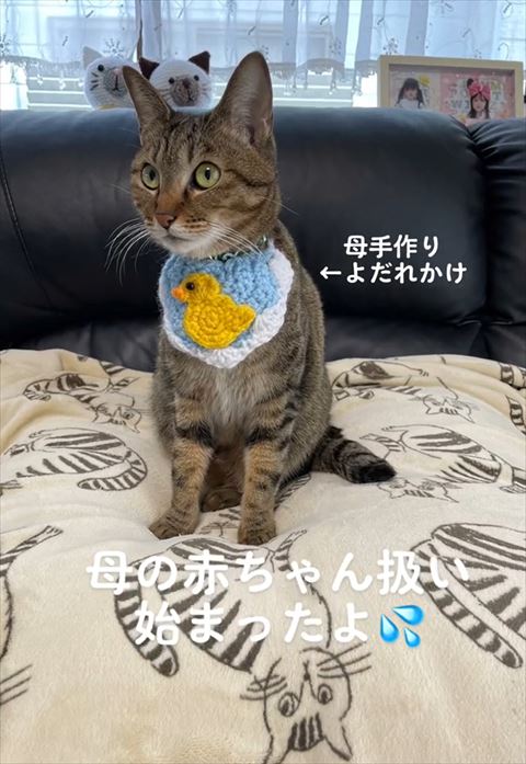母の赤ちゃん扱いテロップソファに猫