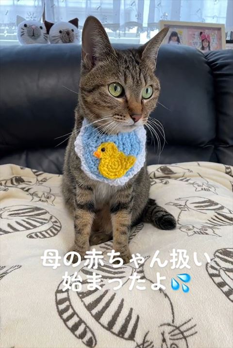 ソファで画面右見る猫ちゃん