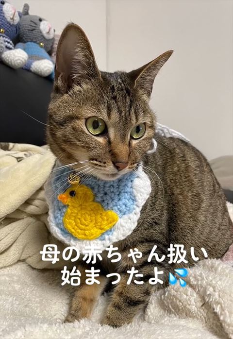 毛布の上に猫ちゃん
