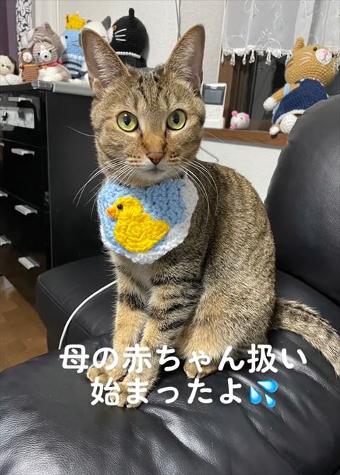後ろにぬいぐるみお座り猫