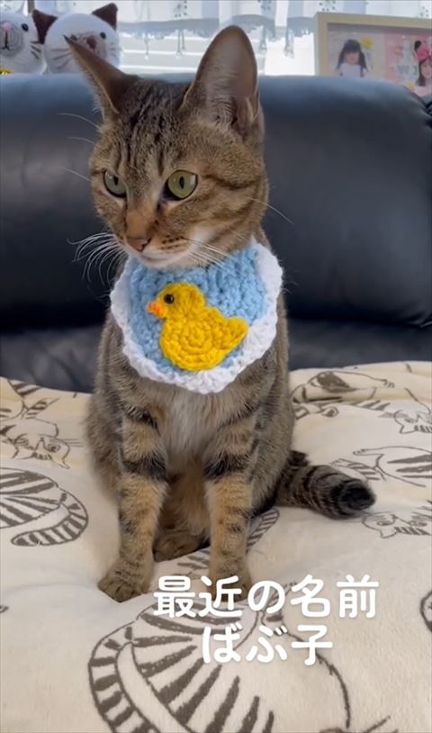 ソファの上のクッションで画面左みる猫