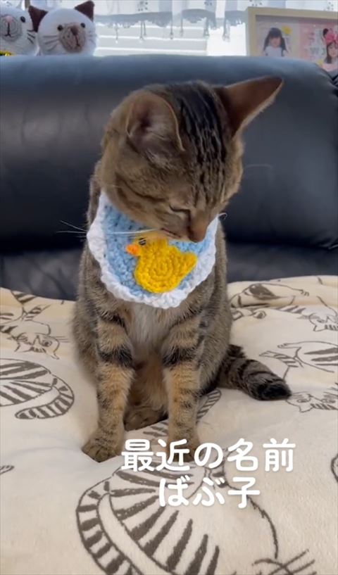 お座りして下向く猫ちゃん