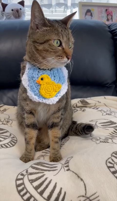 ソファの上のクッションで画面右みる猫