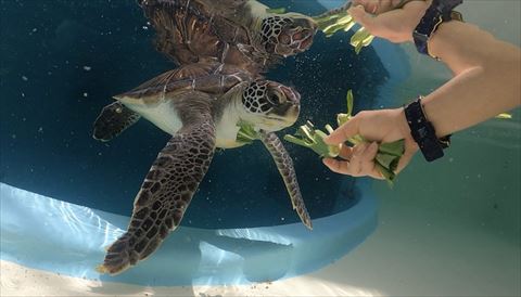 ごはん食べるウミガメ2匹