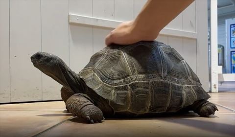 低く座ってるカメ首長い