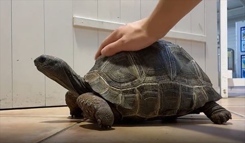 姿勢を高くしようとするカメ