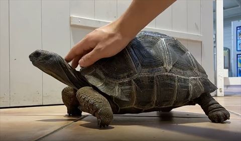 カメの首なでる