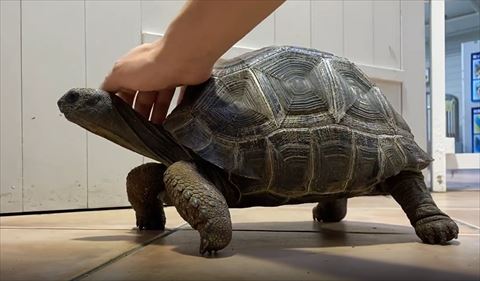 カメの頭なでる