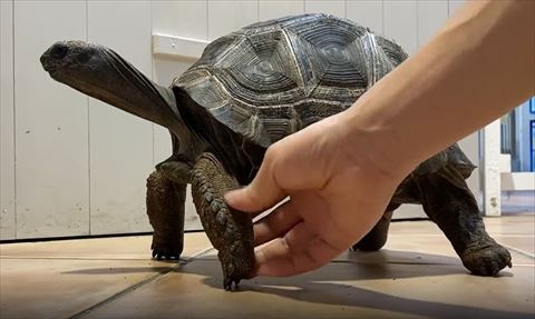 カメの足なでる