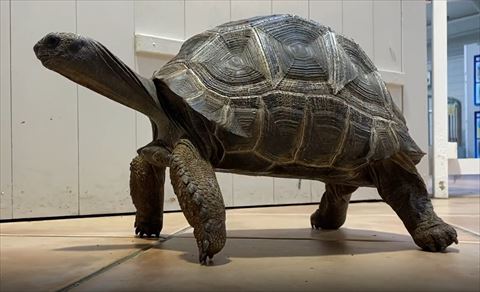 立ってるカメ横から