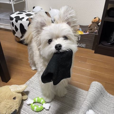 靴下くわえてるワンコ