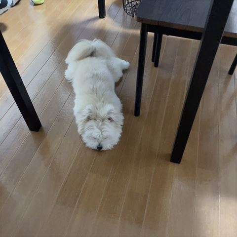 テーブル下で寝るワンコ