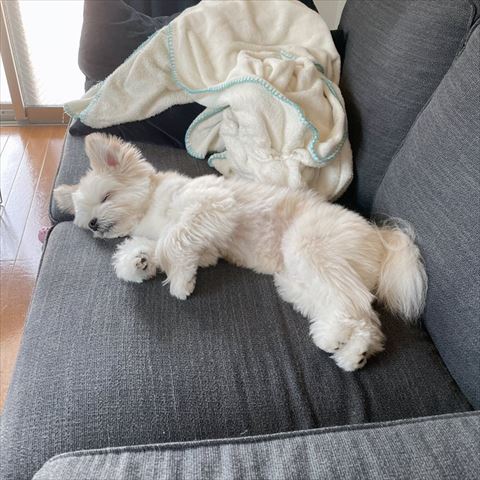 ソファで寝るワンコ