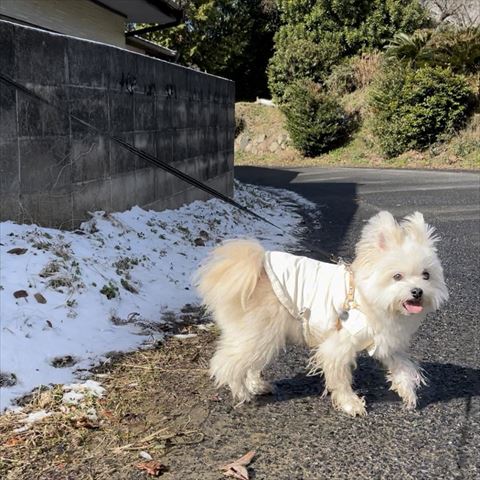 お散歩してるワンコ