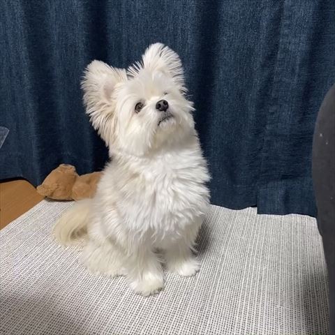 胸張ってお座りワンコ