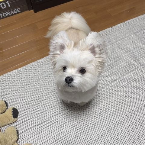 ワンコ上から撮影