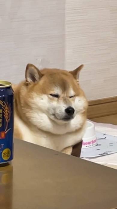 たぷたぷな柴犬