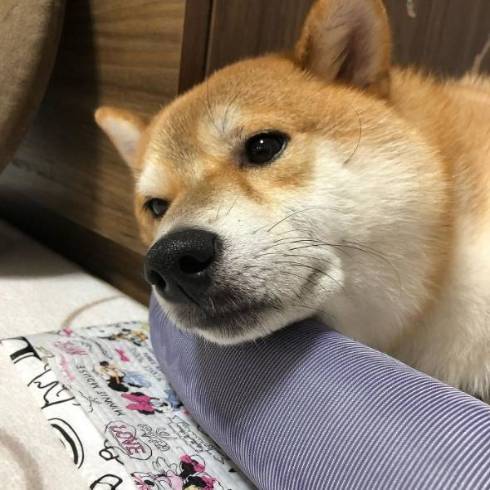 アンニュイな柴犬