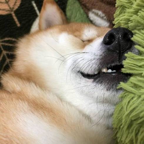 柴犬の寝顔
