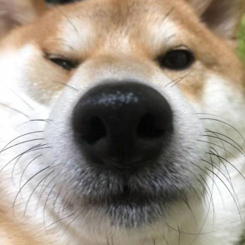 お鼻アップの柴犬