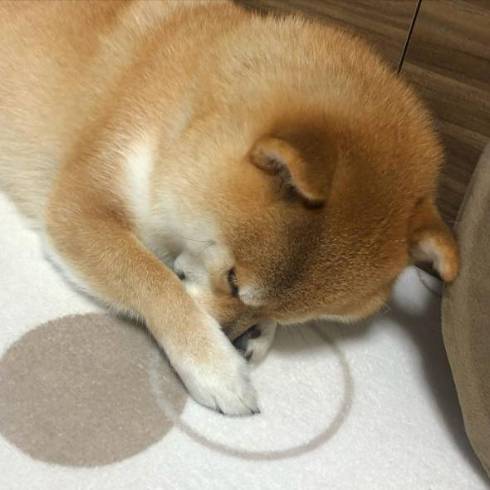 小さいころの柴犬