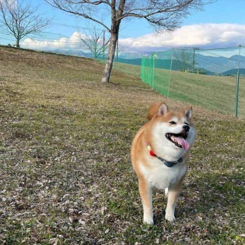 お散歩中の柴犬