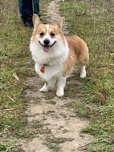 里親募集で出会ったコーギー