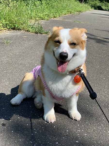 元繁殖犬のコーギー