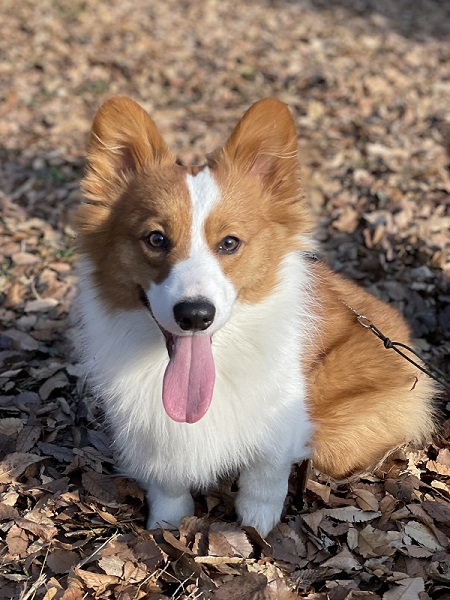 保護施設にいたコーギー