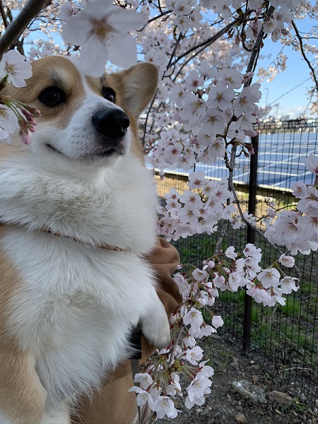 桜を見るコーギー