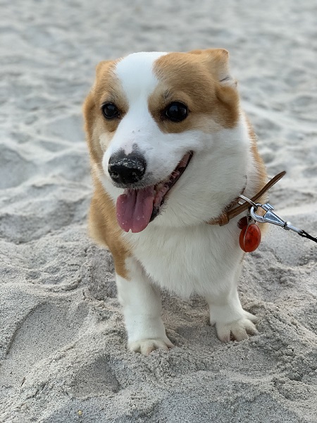 耳ペタコーギー