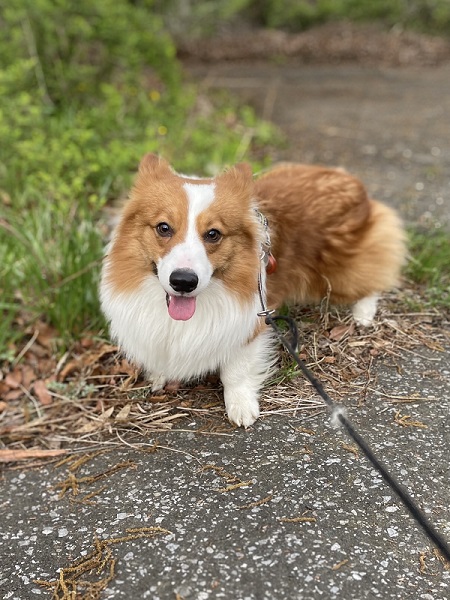 散歩中のコーギー