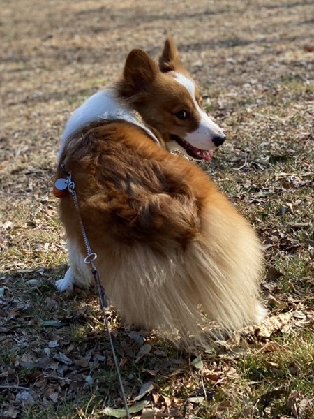 元気なコーギー