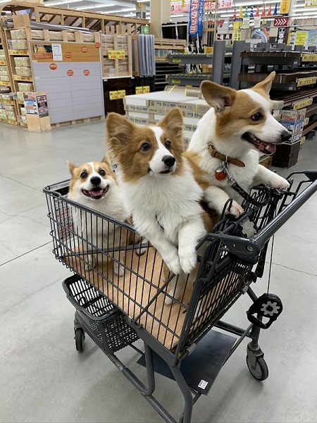カートに乗るコーギー