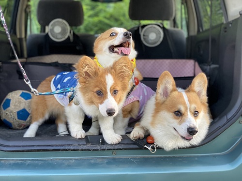 仲良しコーギー