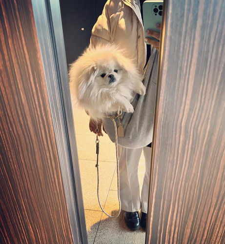 ファーバッグワンコ