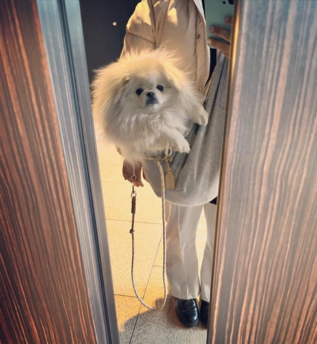 ファーバッグワンコ