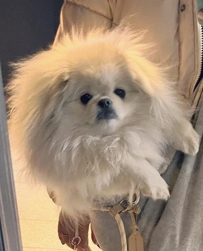 ファーバッグワンコ