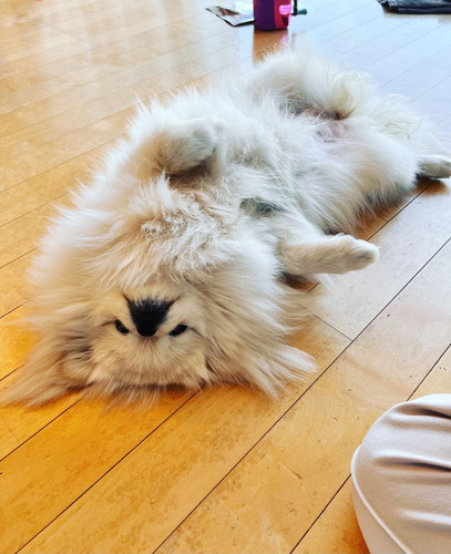 なんこつちゃん