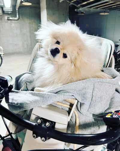 なんこつちゃん