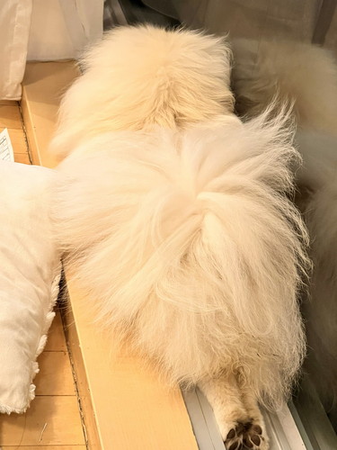 なんこつちゃん