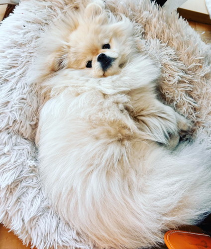 なんこつちゃん