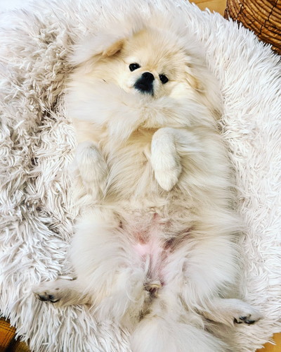 なんこつちゃん