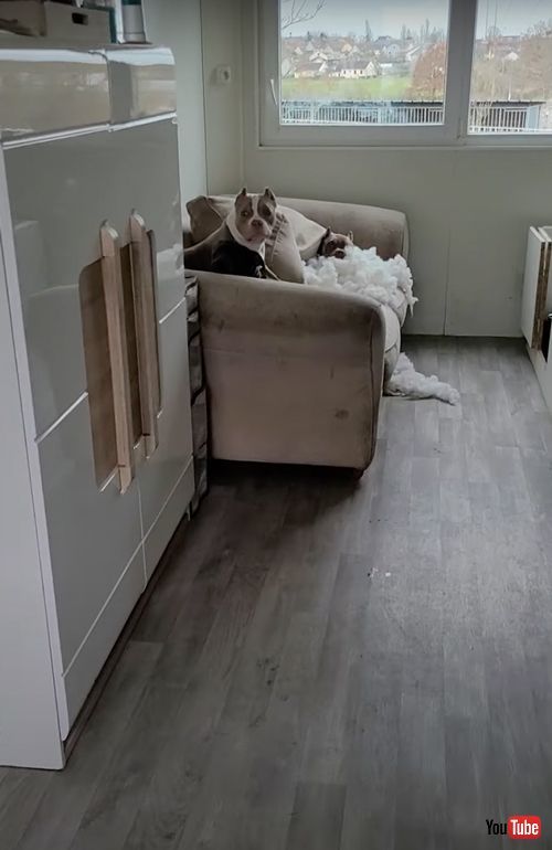 手作りの雲ベッドでくつろぐワンコ